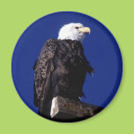 Eagle Magnets