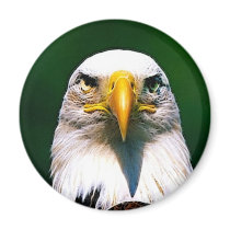 eagle magnets