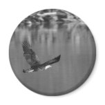 Eagle Magnet