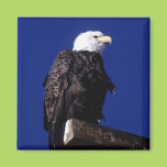 Eagle Fridge Magnet