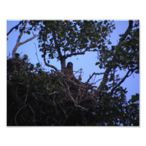 Eagle Nesting Photo Print