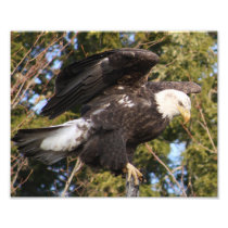Eagle One