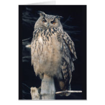 Eagle owl cards