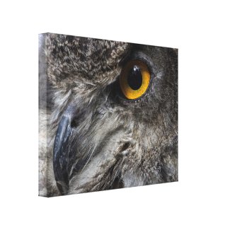 Eagle Owl Eyes Canvas Print