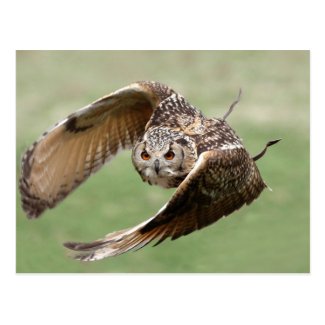 Eagle Owl In Flight Postcards