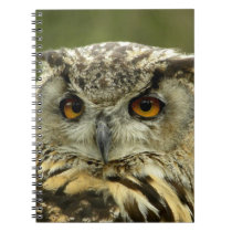Eagle Owl Notebook notebooks