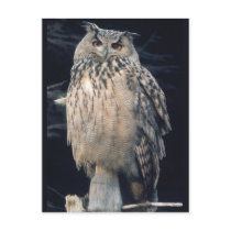 Eagle owl postcard