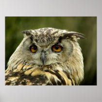 Eagle Owl Poster posters