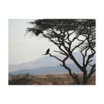 Eagle Owl Silhouette Post Cards