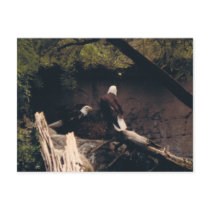 Eagle Pair postcards by JKcoder Eagle Pair postcards