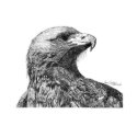 Eagle Pen and Ink Drawing print