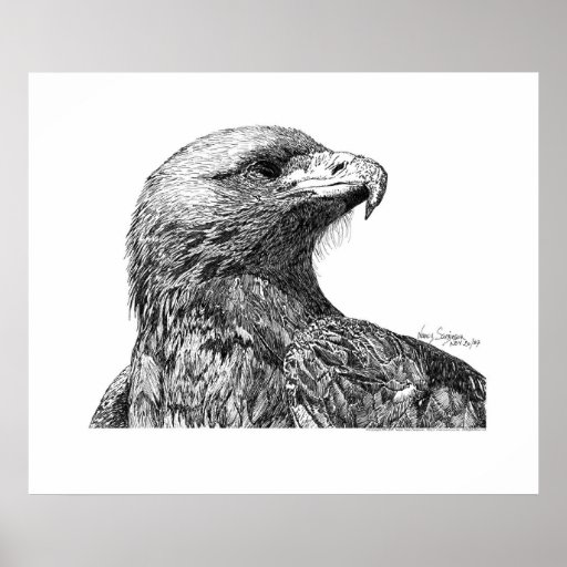 Eagle Pen and Ink Drawing Poster