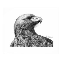 Eagle Pen and Ink Drawing posters