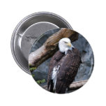 Eagle Perch Button