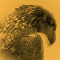 Eagle Photo Sculpture