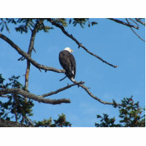 EAGLE Photo Sculpture