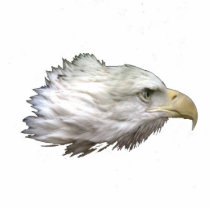 Eagle photo sculptures