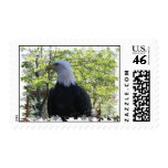 Eagle Postage