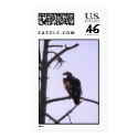 eagle postage by rickped eagle postage