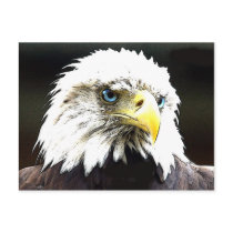 eagle postcards