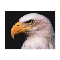 Eagle postcards