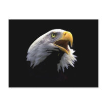Eagle postcards by REDINARD Eagle postcards