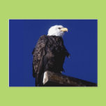 Eagle Post Cards
