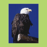 Eagle Post Card