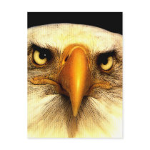 Eagle Post Card