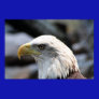 Eagle Poster