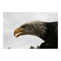 Eagle posters by Kethram Eagle posters
