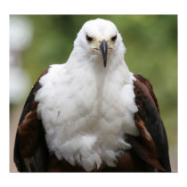 Eagle Poster posters