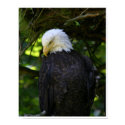Eagle posters