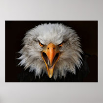 eagle posters