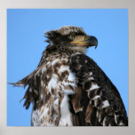 Eagle Poster
