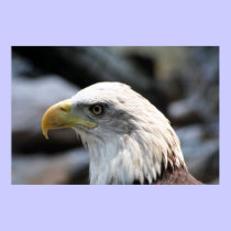 Eagle Poster posters by lapatrick1161 Eagle Poster posters