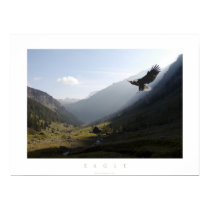eagle posters by visionaryplaces eagle posters