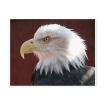 Eagle Profile postcards by eechols Eagle Profile postcards