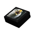 Eagle Screach Gift Box