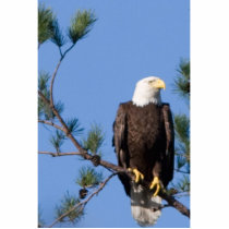 Eagle sculpture photo sculptures by IndianSpringsGuy Eagle sculpture photo sculptures