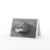 Eagle Shell (Black and White) Card