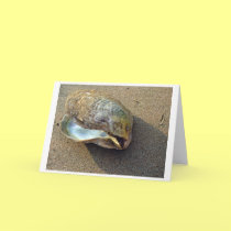 Eagle Shell (Color) Card cards