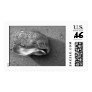 Eagle Shell Stamp (Black and White)
