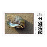 Eagle Shell Stamp (Color)