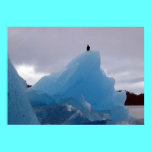 Eagle Sits on a Glacier posters