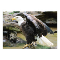 Eagle Spreading Wings