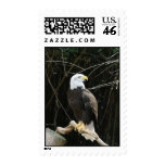 Eagle Stamp