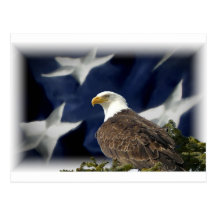 Eagle Star Post Cards