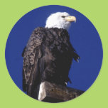 Eagle Round Sticker