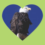 Eagle Sticker